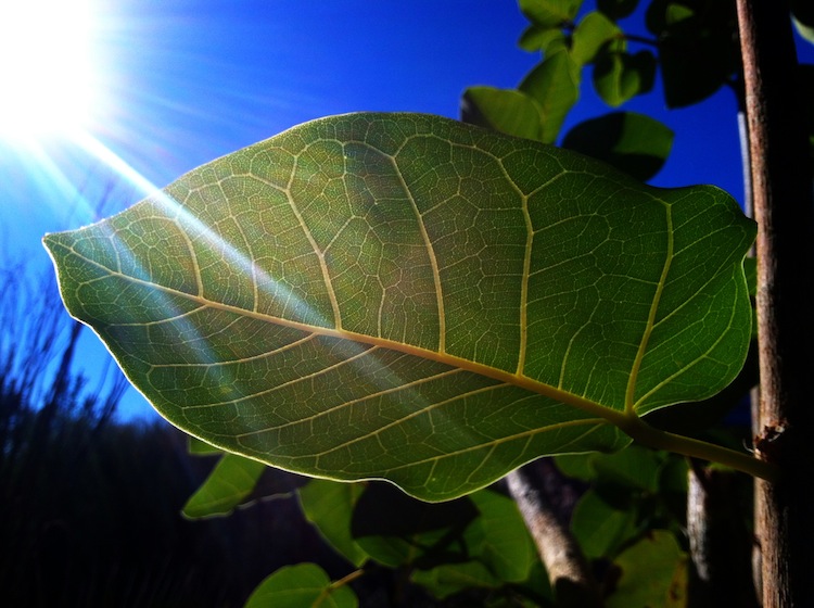 meaning in the green: six lessons from my&nbsp;garden