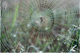 spider silk biomimicry inspiring non-toxic alternative to kevalr