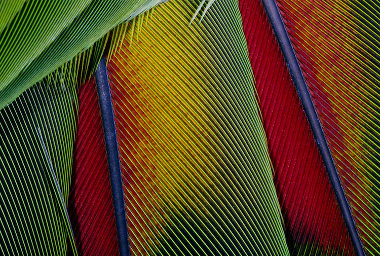 our youth, our&nbsp;songbirds